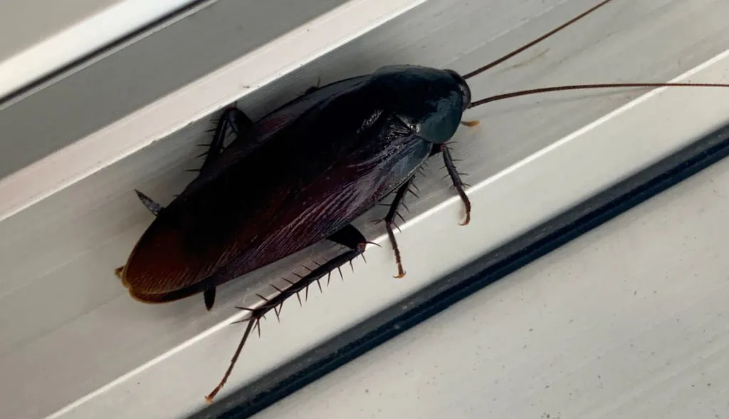 Чёрные тараканы: откуда появляются и как от них избавиться? Чёрные тараканы: откуда появляются и как от них избавиться?