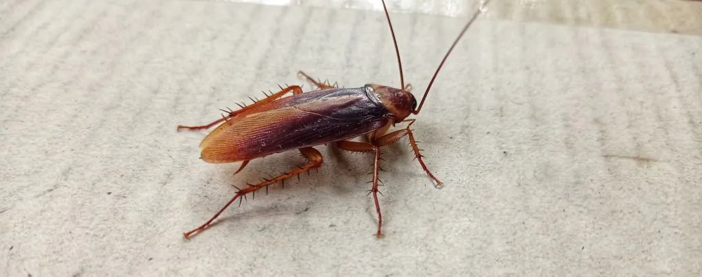 Рыжий таракан